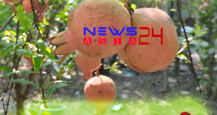 Bedana-garden-rajshahi-newsasia24-thumbnail