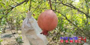 Pomegranate-newsasia24-2