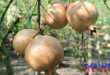 Pomegranate-newsasia24-3