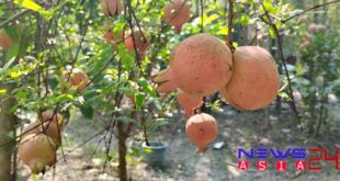 Pomegranate-newsasia24