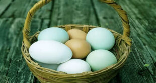 egg-pp-price-high-newsasia24