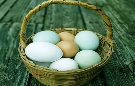 egg-pp-price-high-newsasia24