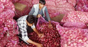 onion-price-high-newsasia24